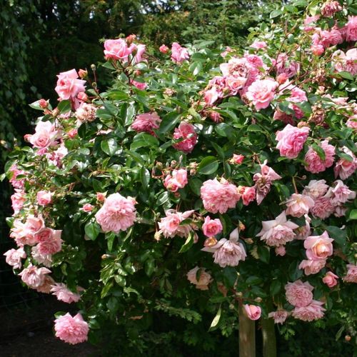 Világos rózsaszín - Csokros virágú - magastörzsű rózsafa- csüngő koronaforma